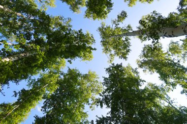 orman manzaralı aşağıdan gökyüzüne huş ağacı