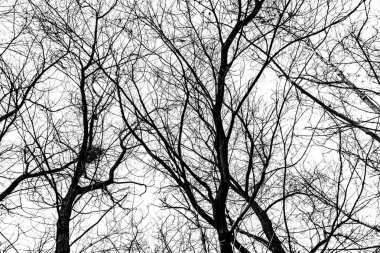 Beyaz arkaplanda ağaç dalları silueti