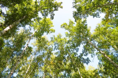 orman manzaralı aşağıdan gökyüzüne huş ağacı