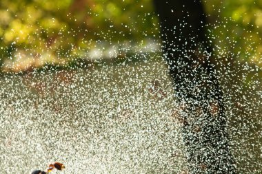 defocused, bulanık su, bokeh doğa damla