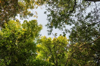 Sonbahar Orman Manzara Doğa
