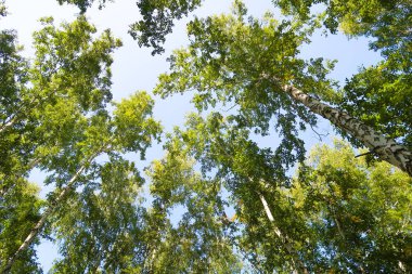 orman manzaralı aşağıdan gökyüzüne huş ağacı