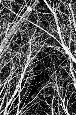 ağaç dalları siluet siyah arka plan üzerine beyaz