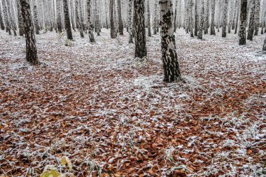 sonbahar manzara bir huş ormandaki ilk kar