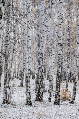 İlk kar huş ağacı orman manzara kış