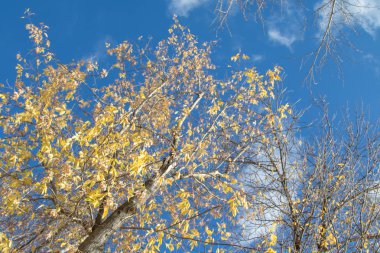 Sonbahar ağaç dalları göğe görüntüle
