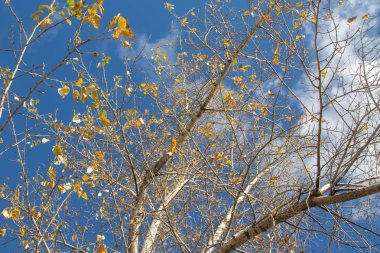 Sonbahar ağaç dalları göğe görüntüle