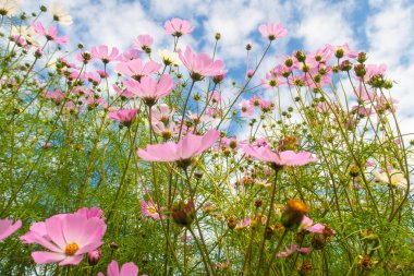 Cosmos çiçekler, görüntülemek aşağıdan gökyüzüne doğru