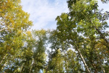 huş ağacı orman manzaralı gökyüzüne Sonbahar Doğa