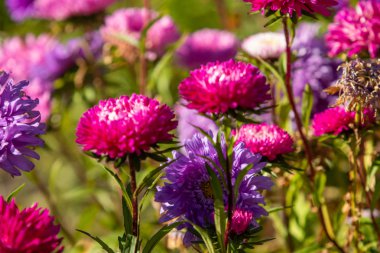 parlak sonbahar çiçek doğa manzara