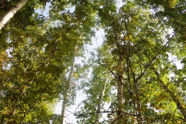 huş ağacı orman manzaralı gökyüzüne Sonbahar Doğa