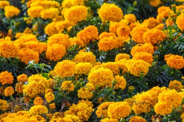 birçok marigolds küçük çiçekler