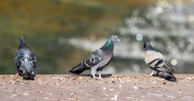 yabani güvercin doğa şehir