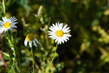 papatya çiçeği peyzaj alanı