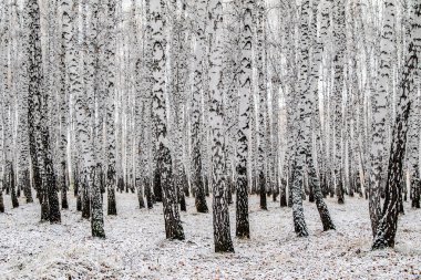 İlk kar huş ağacı orman manzara kış