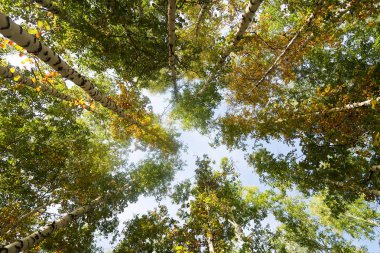 huş ağacı orman manzaralı gökyüzüne Sonbahar Doğa