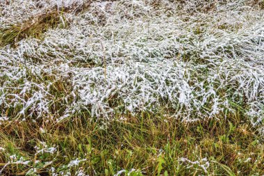 kar uzun boylu yeşil çim