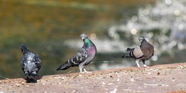 yabani güvercin doğa şehir