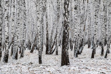 İlk kar huş ağacı orman manzara kış