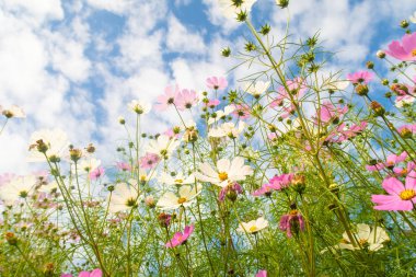 Cosmos çiçekler, görüntülemek aşağıdan gökyüzüne doğru