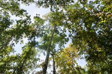 huş ağacı orman manzaralı gökyüzüne Sonbahar Doğa