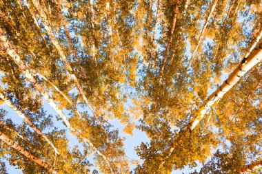 gökyüzü sonbahar arka planı sarı huş ağacı yaprakları