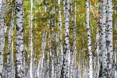 Sarı huş ağacı orman, geç sonbahar doğa manzara