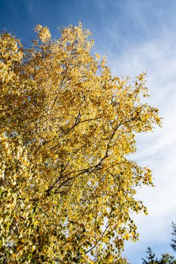 gökyüzü sonbahara ağaç görünümünün sarı yapraklar
