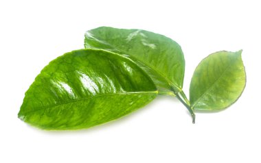 Beyaz arkaplanda yeşil yaprak