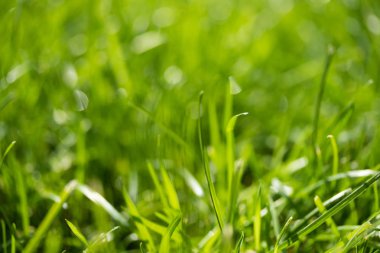 bulanık bokeh arka planı yeşil çimen