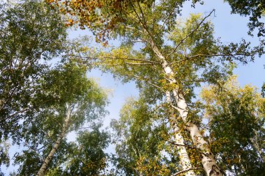 huş ağacı orman manzaralı gökyüzüne Sonbahar Doğa