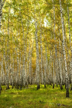 Sarı huş ağacı orman, geç sonbahar doğa manzara