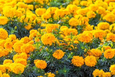 birçok marigolds küçük çiçekler