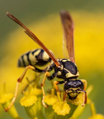 yaban arısı yakın çekim defocused sarı bir çiçek