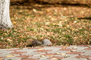 çimenlerin üzerinde sonbahar ormandaki sincap