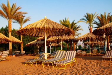 palmiye ağacı şemsiye lounge sandalye görünümünün gökyüzünün görünümü