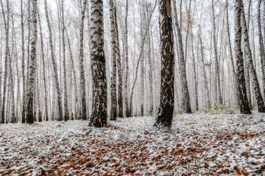 sonbahar manzara bir huş ormandaki ilk kar