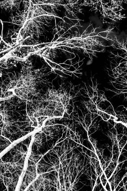 ağaç dalları siluet siyah arka plan üzerine beyaz