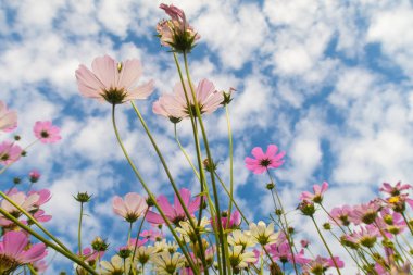 Cosmos çiçekler, görüntülemek aşağıdan gökyüzüne doğru