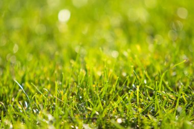 yeşil çim bokeh arka plan bulanık