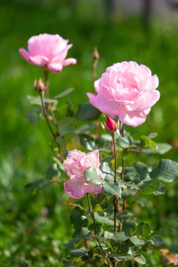 yakın doğa atış güzel çiçek gül