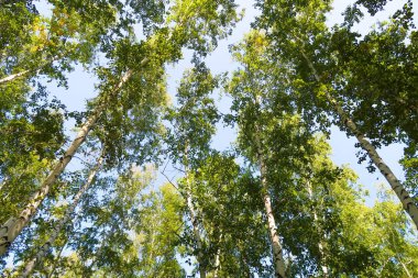 orman manzaralı aşağıdan gökyüzüne huş ağacı