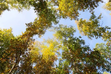 huş ağacı orman manzaralı gökyüzüne Sonbahar Doğa