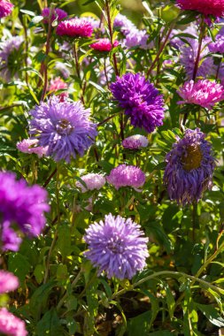 parlak sonbahar çiçek doğa manzara