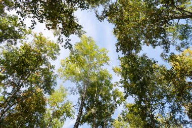 huş ağacı orman manzaralı gökyüzüne Sonbahar Doğa