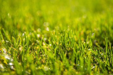 yeşil çim kar arka plan bokeh bulanık