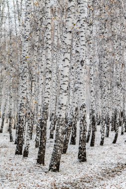 İlk kar huş ağacı orman manzara kış