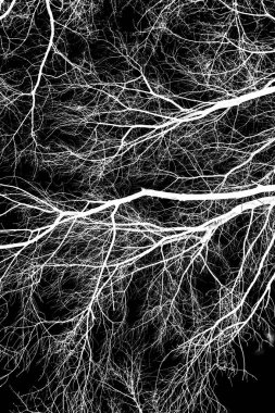 ağaç dalları siluet siyah arka plan üzerine beyaz