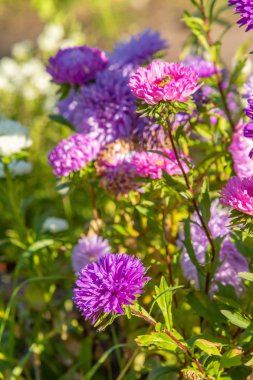 parlak sonbahar çiçek doğa manzara