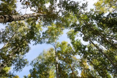 huş ağacı orman manzaralı gökyüzüne Sonbahar Doğa